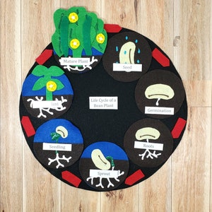 Bean Life Cycle Felt Board Set: Homeschool Science, Gardening