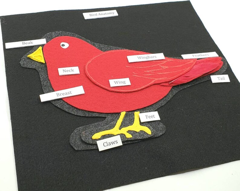 Felt set Parts of a Bird unit study Homeschool science Montessori biology Bird Anatomy felt board Twig and Daisy Science felt