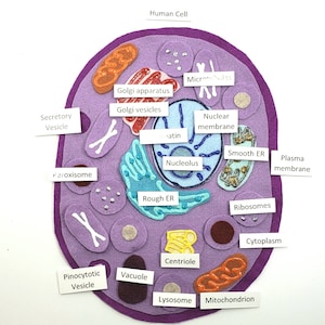 Filzbrett mit Zellkern | Zellkern Filzset | Menschliche zelle montessori | Wissenschaft Filz | Einheitsstudie | Hausschule | Human Anatomy Filztafel