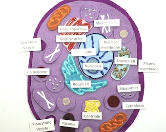May include: A felt illustration of a human cell with various organelles labeled, including the nucleus, nucleolus, Golgi apparatus, mitochondria, ribosomes, endoplasmic reticulum, lysosomes, vacuole, centriole, and peroxisome.