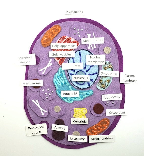 Human Cell Felt Board Human Cell Felt Set Human Cell Montessori Science  Felt Unit Study Homeschool Human Anatomy Felt Board - Etsy Sweden