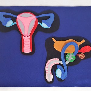 Panneau en feutre pour système de reproduction | Modèle d'appareil reproducteur | Schéma de l'appareil reproducteur | Ensemble de feutre pour le corps | Ensemble de feutre d'anatomie
