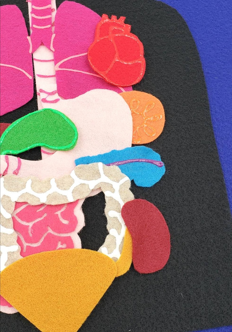 Felt Anatomy Set Human Organs Felt Set Body Parts Felt Etsy