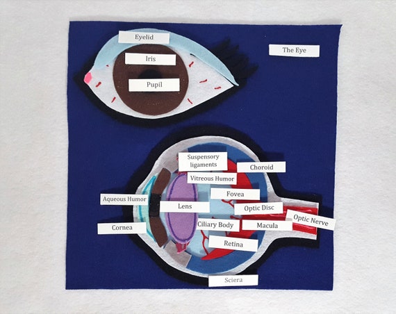 Elementary Anatomy - Budget 6 Part Human Eye Anatomy Model With Base 3 Times Enlargement School Teaching
