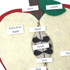 Apple Anatomy Felt Board Set: Montessori Homeschool Science