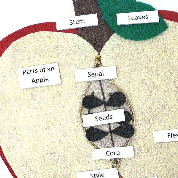 Apple Anatomy felt board | Apple parts felt set | Apple montessori | Felt board | Felt set | Homeschool science | Twig and Daisy