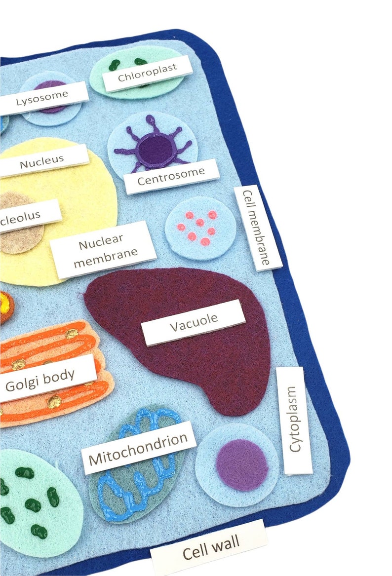 Plant Cell Felt Board Plant Cell Felt Set Plant Cell Etsy