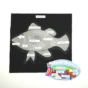 Fish Anatomy Felt Board Set: Montessori Homeschool Science