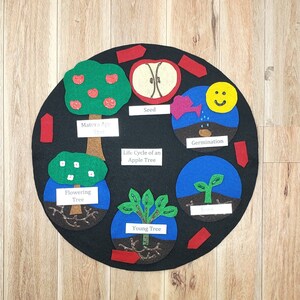 May include: A felt circle illustrating the life cycle of an apple tree. The stages include seed, germination, young tree, flowering tree, mature apple tree, and a red apple with a seed inside. The stages are connected by red arrows.