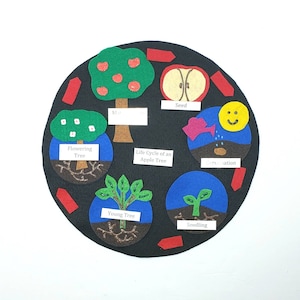 Modelo de fieltro del ciclo de vida del manzano: Biología Montessori en casa