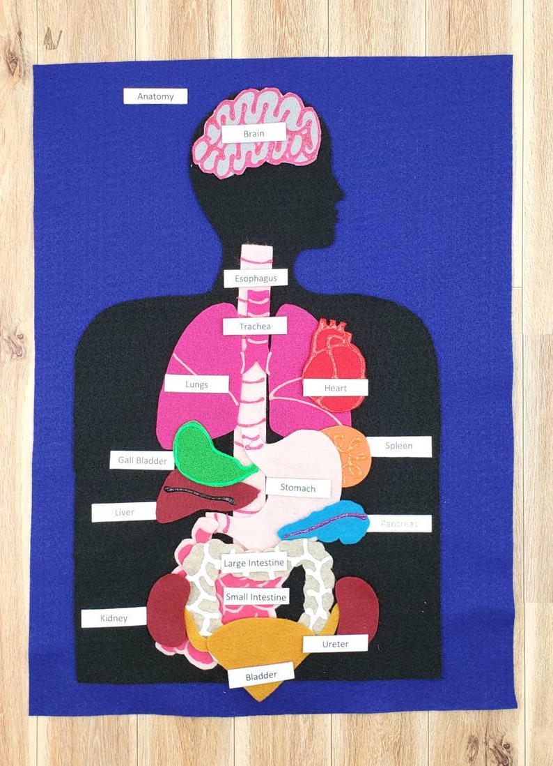 Felt Anatomy Set Human Organs Felt Set Body Parts Felt Etsy