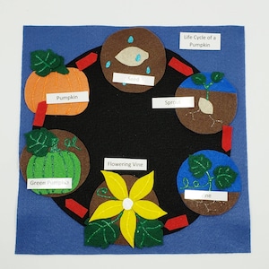 Pumpkin Life Cycle Felt Model  Set: Homeschool Science