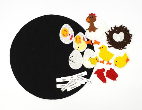 Bricolage Sur Le Cycle De Vie Du Poulet Le Cycle De Vie De La Poule