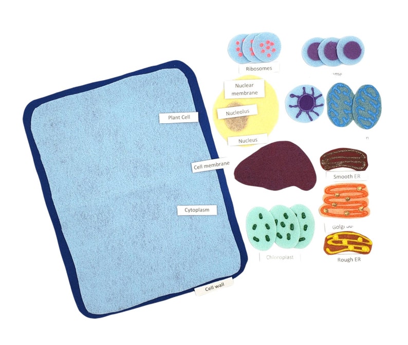 Plant Cell Felt Board Plant Cell Felt Set Plant Cell Etsy