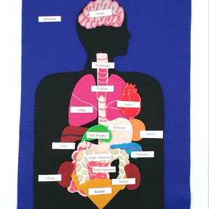 Felt anatomy set, human organs felt set, body parts felt, inside the body, anatomy felt board, montessori body | homeschool health