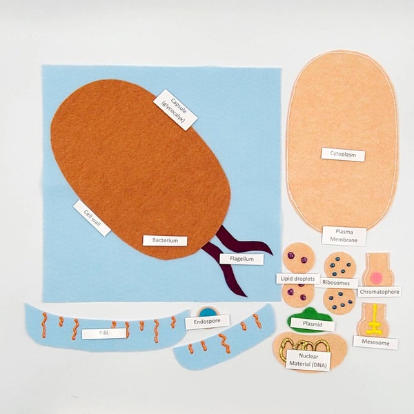 Bacterium felt board, Bacteria felt set, Bacteria montessori, Flannel Board, Flannel set, Homeschool science | Twig and Daisy | Anatomy