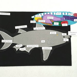 Shark Anatomy Felt Board Set: Montessori Homeschool Science