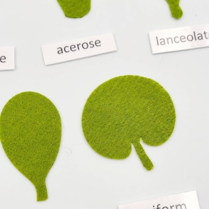 Botany felt set Montessori leaf shape classification image 10