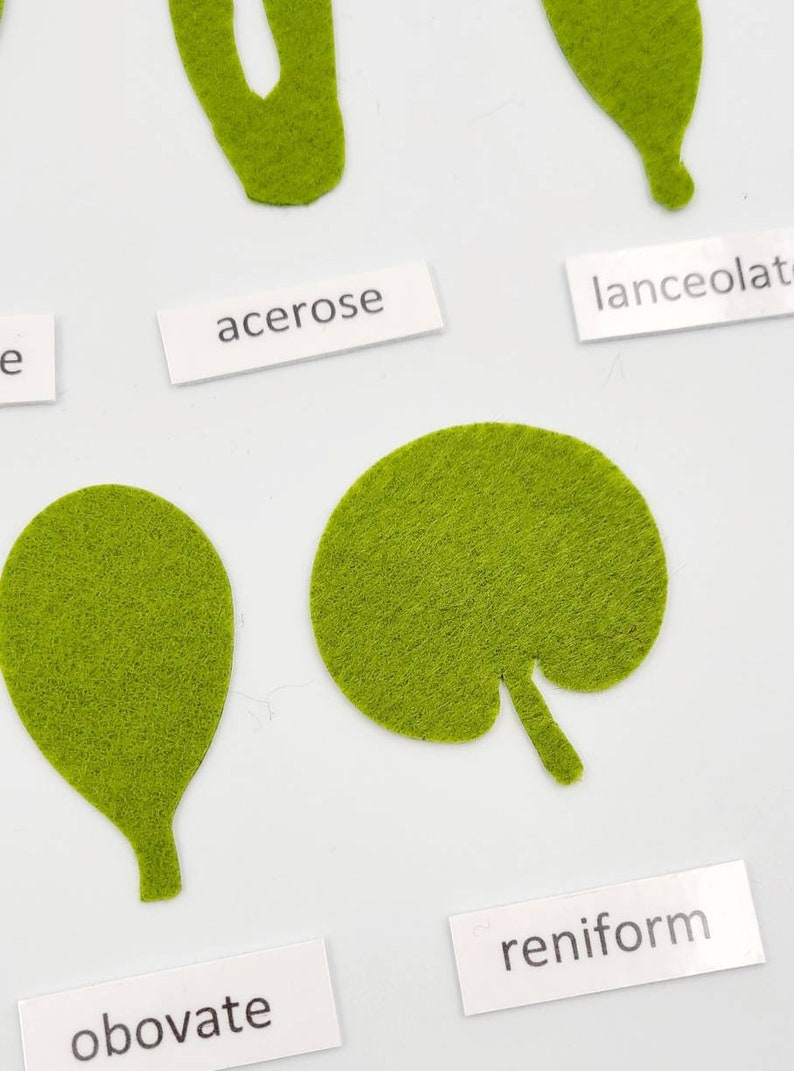 Botany felt set Montessori leaf shape classification image 10