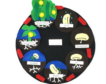 Bush Bean Life Cycle Series Felt Board Set with laminated labels.  Daycare ECE science biology lifecycle homeschool biology plant gardening