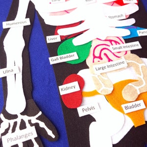 Set di anatomia in feltro: organi, ossa, pannello sensoriale delle emozioni
