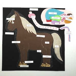 Horse Anatomy Felt Board: Montessori Homeschool Science Set