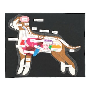 Anatomie des Hundes, Lerneinheit für Hunde, Montessori-Flanell-Set, Filz-Set, Homeschool-Wissenschaft, Zweig und Daisy