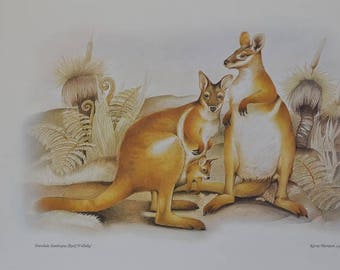 Vintage print Kerrie Mortison 1981 Rock Wallaby Australiana