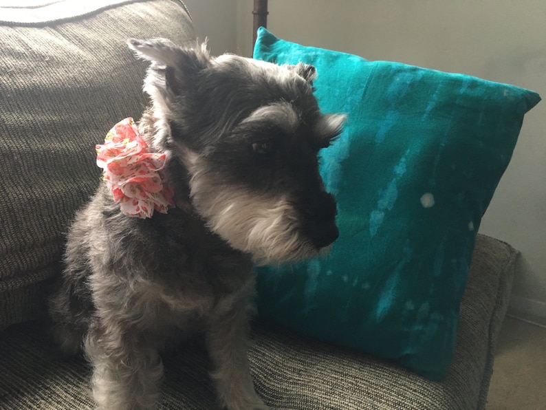 Red and Pink Flowery dog collar accessory