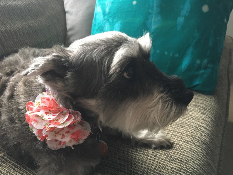 Red and Pink Flowery dog collar accessory