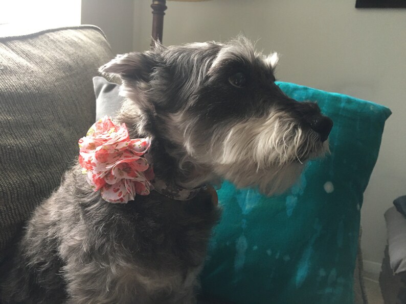 Red and Pink Flowery dog collar accessory