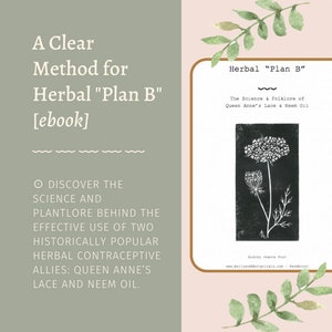 A Clear Method for Herbal Plan B // Queen Anne&#39;s Lace Wild Carrot Seed Neem Oil Emergency Contraception Birth Control