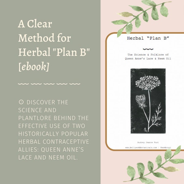 A Clear Method for Herbal Plan B // Queen Anne's Lace Wild Carrot Seed Neem Oil Emergency Contraception Birth Control