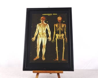 Sceletic System, Anatomy Poster, Human Body Poster, Medical Poster, Human anatomy, Anatomy Print, Sceletical System Poster, Anatomy Art