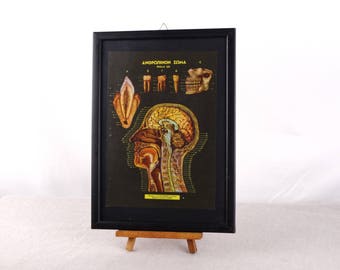 Head Anatomy, Human Head Poster, Anatomy Print, Medical Decor, Human Anatomy Poster, Human Teeth Poster, Dentist Poster, Human Teeth Art