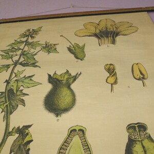 May include: Vintage botanical chart featuring detailed illustrations of a plant's various parts, including flowers, seed pods, and leaves. The chart is printed on aged paper and mounted on a wooden rod for hanging. The illustrations are in shades of green, yellow, and brown.