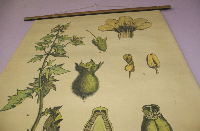 May include: Vintage botanical chart featuring detailed illustrations of a plant's various parts, including flowers, seed pods, and leaves. The chart is printed on aged paper and mounted on a wooden rod for hanging. The illustrations are in shades of green, yellow, and brown.