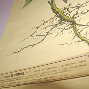 May include: Vintage botanical illustration of a plant, featuring a detailed drawing of roots and stems in green and black against a cream-colored background. The image includes German text and scientific labels.