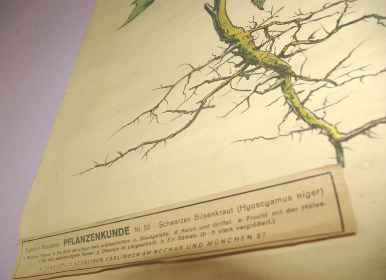 May include: Vintage botanical illustration of a plant, featuring a detailed drawing of roots and stems in green and black against a cream-colored background. The image includes German text and scientific labels.
