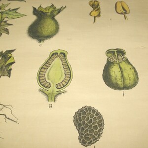 May include: Botanical illustration of a plant, featuring detailed drawings of its various parts. The image showcases a green, hairy seed pod, a cross-section of a seed pod, and other plant components. The artwork is rendered in a vintage style.