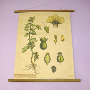 Hyoscyamus Niger, Botanische Kaart, Wetenschap Grafiek, Botanologie Print, School Chart, Pull Down Chart, Science Print, Duitse Grafiek, Wall Decor
