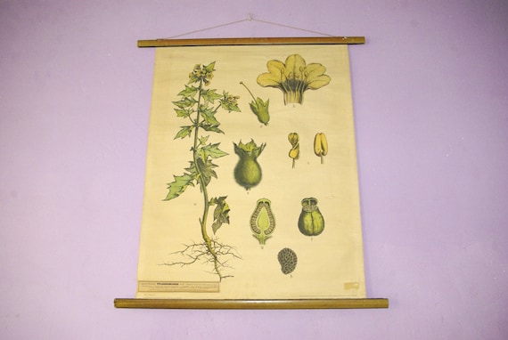 Vintage Hyoscyamus Niger Botanical Chart, German School Science Print