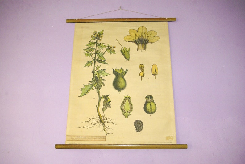 May include: Vintage botanical chart depicting a plant with detailed illustrations of its parts, including roots, leaves, flowers, and seed pods. The chart is mounted on wooden dowels and features a beige background with green and yellow botanical details.