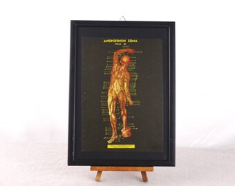 Sistema muscolare Poster, Poster di anatomia, anatomia umana stampa, Poster medici, Poster di biologia umana, Medical parete arte, anatomia, anatomia