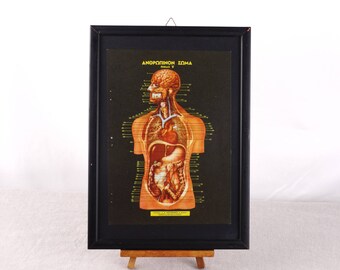 Poster van de menselijke anatomie anatomie kunst, biologie Print, anatomie Gift, menselijk lichaam Print, medische Poster, anatomie Gift, medische Print, medische Decor
