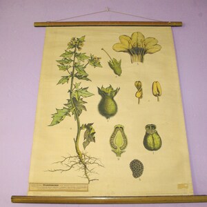 May include: Vintage botanical chart of a plant, featuring detailed illustrations of its various parts, including leaves, flowers, and roots. The chart is mounted on wooden rods, showcasing a scientific educational theme. The color palette includes greens, yellows, and browns.