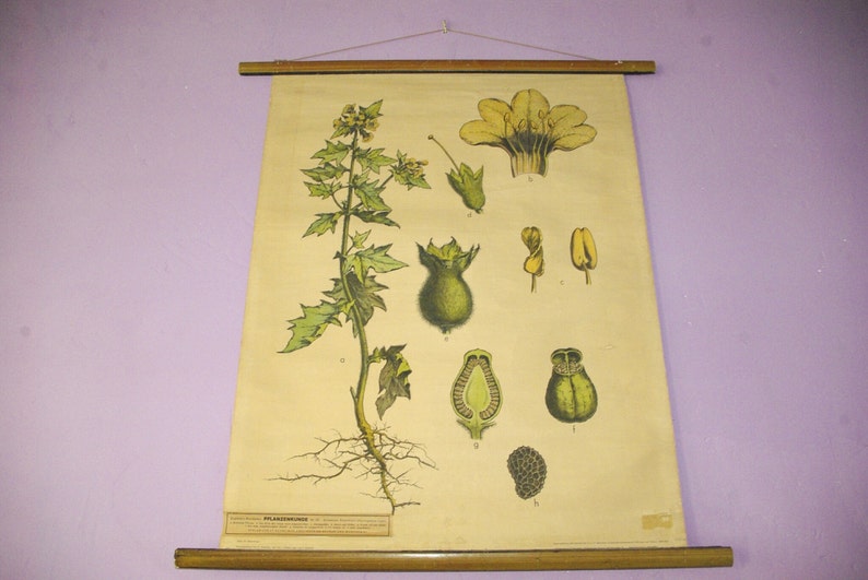 May include: Vintage botanical chart of a plant, featuring detailed illustrations of its various parts, including leaves, flowers, and roots. The chart is mounted on wooden rods, showcasing a scientific educational theme. The color palette includes greens, yellows, and browns.