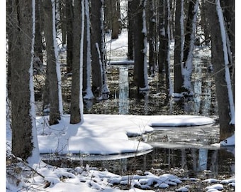 Through the Trees • 2026 Year at a Glance Wall Calendar • Yearly Calendar • Size: 8x23.25 • Semi-gloss Poster Paper