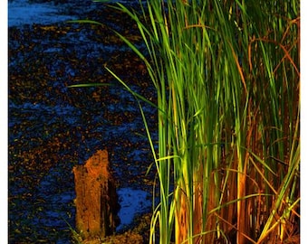 Reeds & Rushes • 2026 Year at a Glance Wall Calendar • Yearly Calendar • Size: 8x23.25 • Semi-gloss Poster Paper