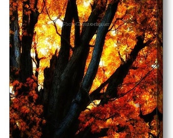 Canvas Wrap Print Large Wall Art Photography Autumn Elegy Rich Vibrant Display of Fall Colors Majestic Maple Tree Nature